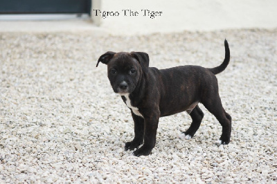 TIGROO THE TIGER
