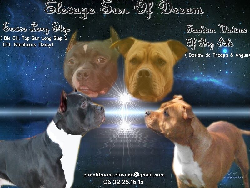Chiots Enrico Long Step & Fashion Victime Of Big Idle