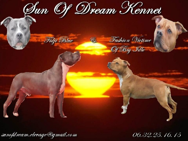 Chiots Fidji Blue & Fashion Victime Of Big Idle