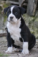 Jepsom  Black Bad Boy 
